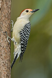 Image. Carolinaspecht