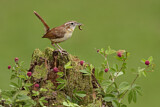 Image. Carolinazaunkönig