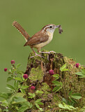 Image. Carolinazaunkönig