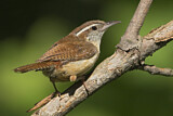 Image. Carolinazaunkönig