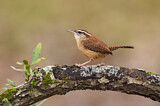 Image. Carolinazaunkönig