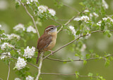 Image. Carolinazaunkönig