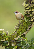 Image. Carolinazaunkönig