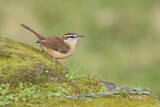 Image. Carolinazaunkönig