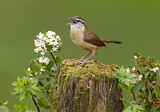 Image. Carolinazaunkönig