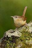 Image. Carolinazaunkönig