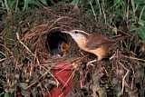 Image. Carolinazaunkönig
