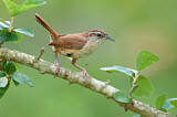 Image. Carolinazaunkönig