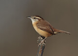 Image. Carolinazaunkönig