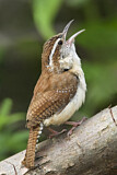 Image. Carolinazaunkönig