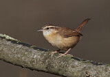 Image. Carolinazaunkönig