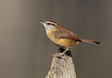 Image. Carolinazaunkönig