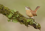 Image. Carolinazaunkönig