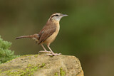 Image. Carolinazaunkönig