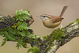 Image. Carolinazaunkönig