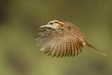 Image. Carolinazaunkönig