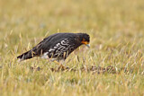 Image. Carunculated Caracara