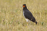 Image. Carunculated Caracara