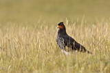 Image. Carunculated Caracara