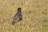 Image. Carunculated Caracara