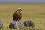 Image. Carunculated Caracara
