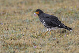 Image. Carunculated Caracara