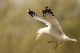 Image. Caspian Gull