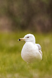 Image. Caspian Gull