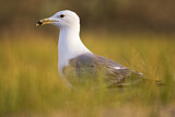 Image. Caspian Gull