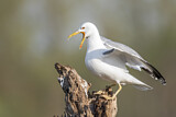 Image. Caspian Gull