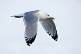 Image. Caspian Gull