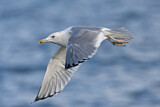 Image. Caspian Gull