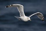Image. Caspian Gull