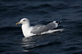 Image. Caspian Gull