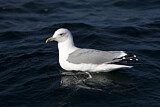 Image. Caspian Gull