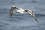 Image. Caspian Gull
