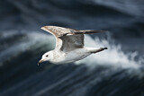 Image. Caspian Gull