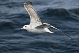 Image. Caspian Gull
