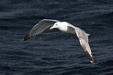 Image. Caspian Gull