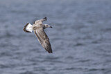 Image. Caspian Gull