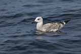 Image. Caspian Gull