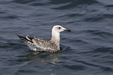 Image. Caspian Gull