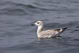 Image. Caspian Gull