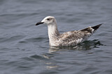 Image. Caspian Gull