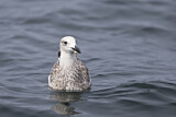 Image. Caspian Gull