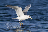 Image. Caspian Gull