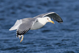Image. Caspian Gull