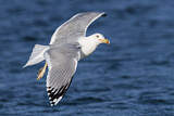 Image. Caspian Gull