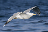 Image. Caspian Gull