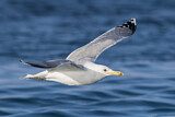 Image. Caspian Gull